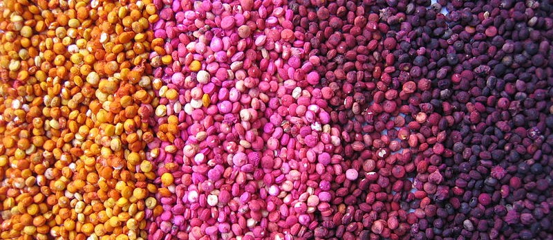 gradazione colori semi di quinoa