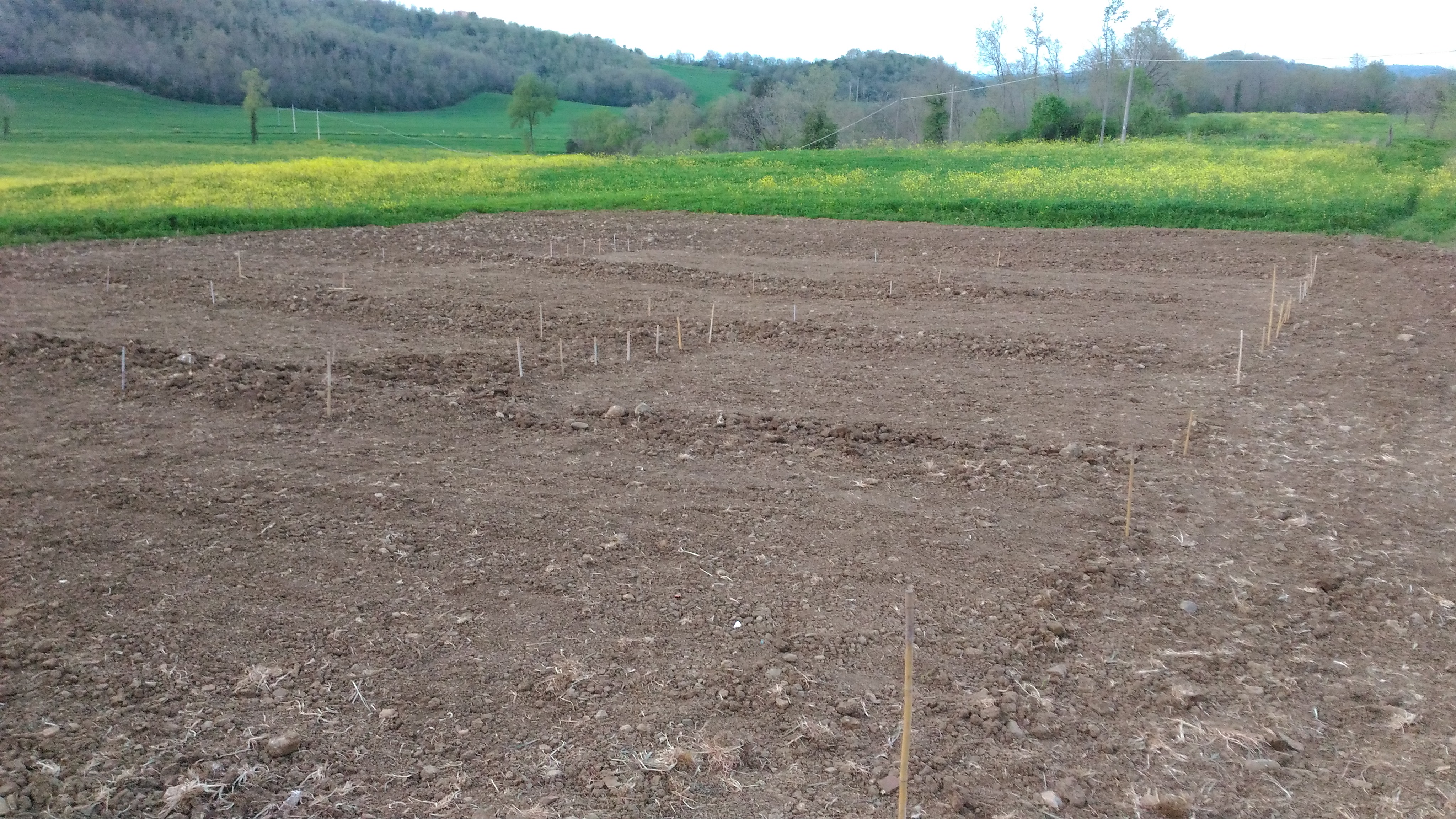 Semina della quinoa - Agriturismo Il Fontanile - Manciano (GR)