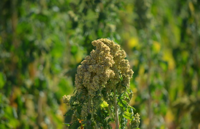 Quinoa, cultivo, semillas